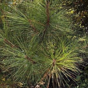 Meet your Posher, Jean